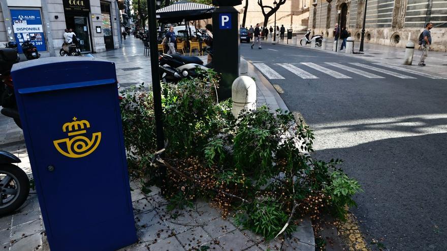 Cae otra rama de gran tamaño en el centro de València