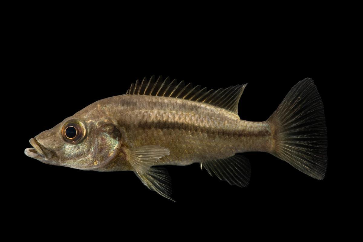 Primer plano del pez