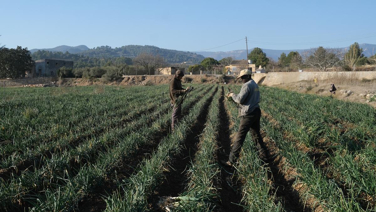 Varios agricultores trabajan en el campo.