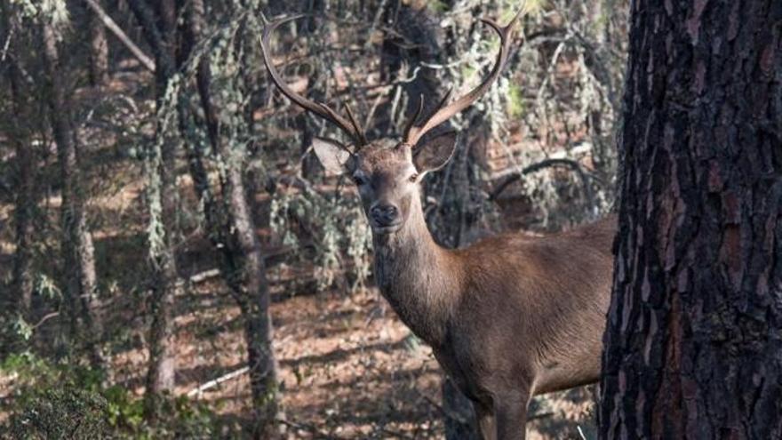 Monfragüe tras el veto a la caza