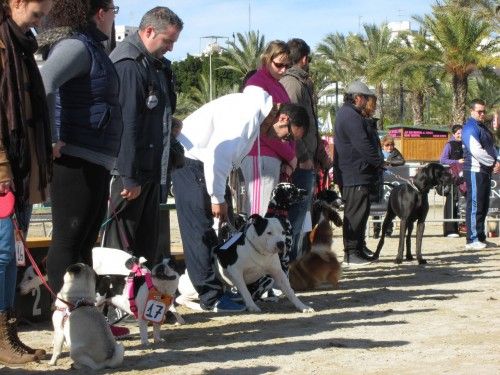 XIX edición del concurso canino en s'Arenal