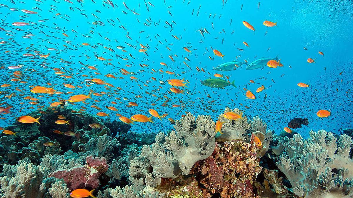 Los corales podrían sobrevivir al calentamiento de los océanos.