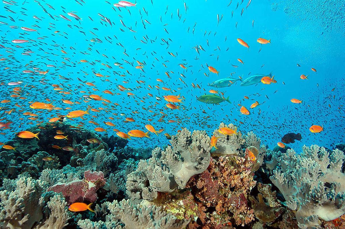 Los corales podrían sobrevivir al calentamiento de los océanos.