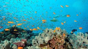Los corales podrían sobrevivir al calentamiento de los océanos.