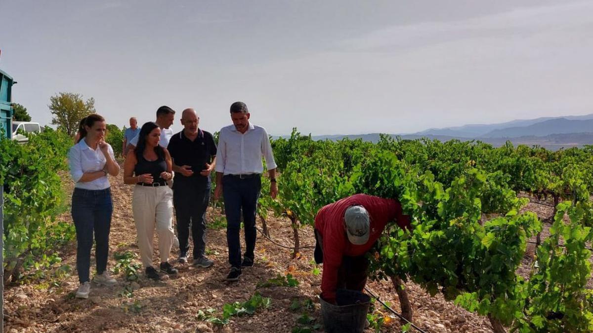 Visita del consejero Luengo a la zona de vendimia del municipio de Yecla. | CARM