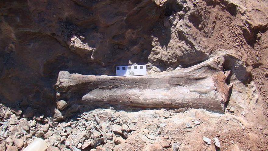 Encuentran en Morella restos de un dinosaurio saurópodo de unos 20 metros