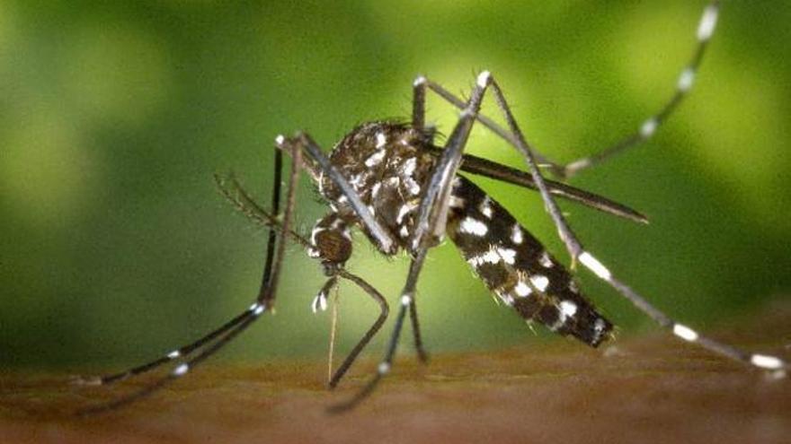 El mosquito tigre se reconoce por sus inconfundibles rayas