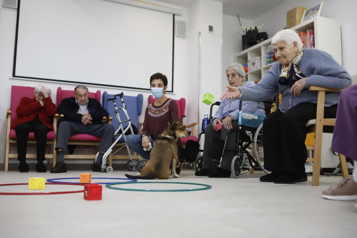 Frida, la perra de terapia asistida en una residencia de Zaragoza