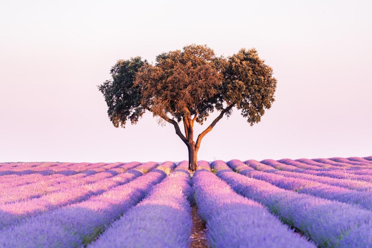 Los campos de lavanda de Brihuega