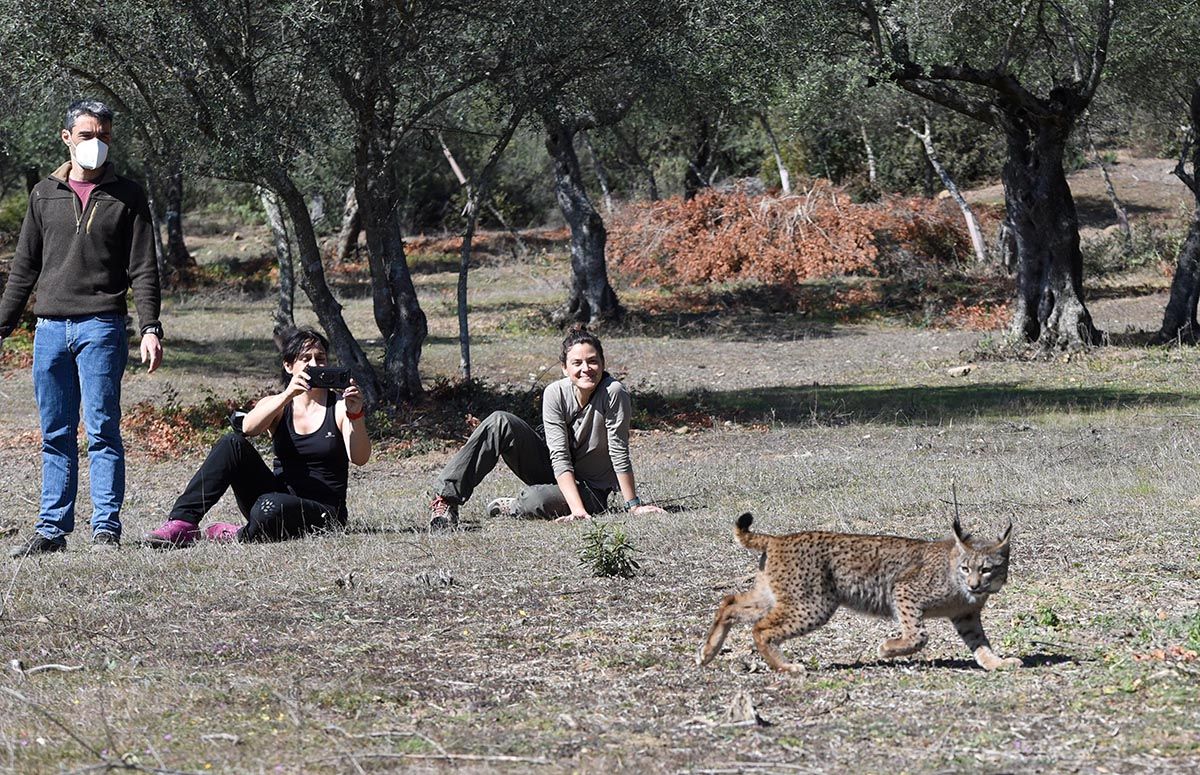 La junta libera una hembra de lince ibérico