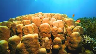 Científicos colocan 42 esponjas marinas en un puerto español contaminado y una especie sorprende tras 455 días