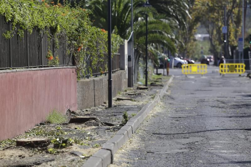 Tala de árboles en La Laguna