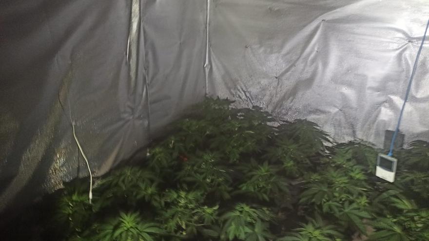 Intervienen 100 plantas de marihuana en la casa incendiada en Benicarló