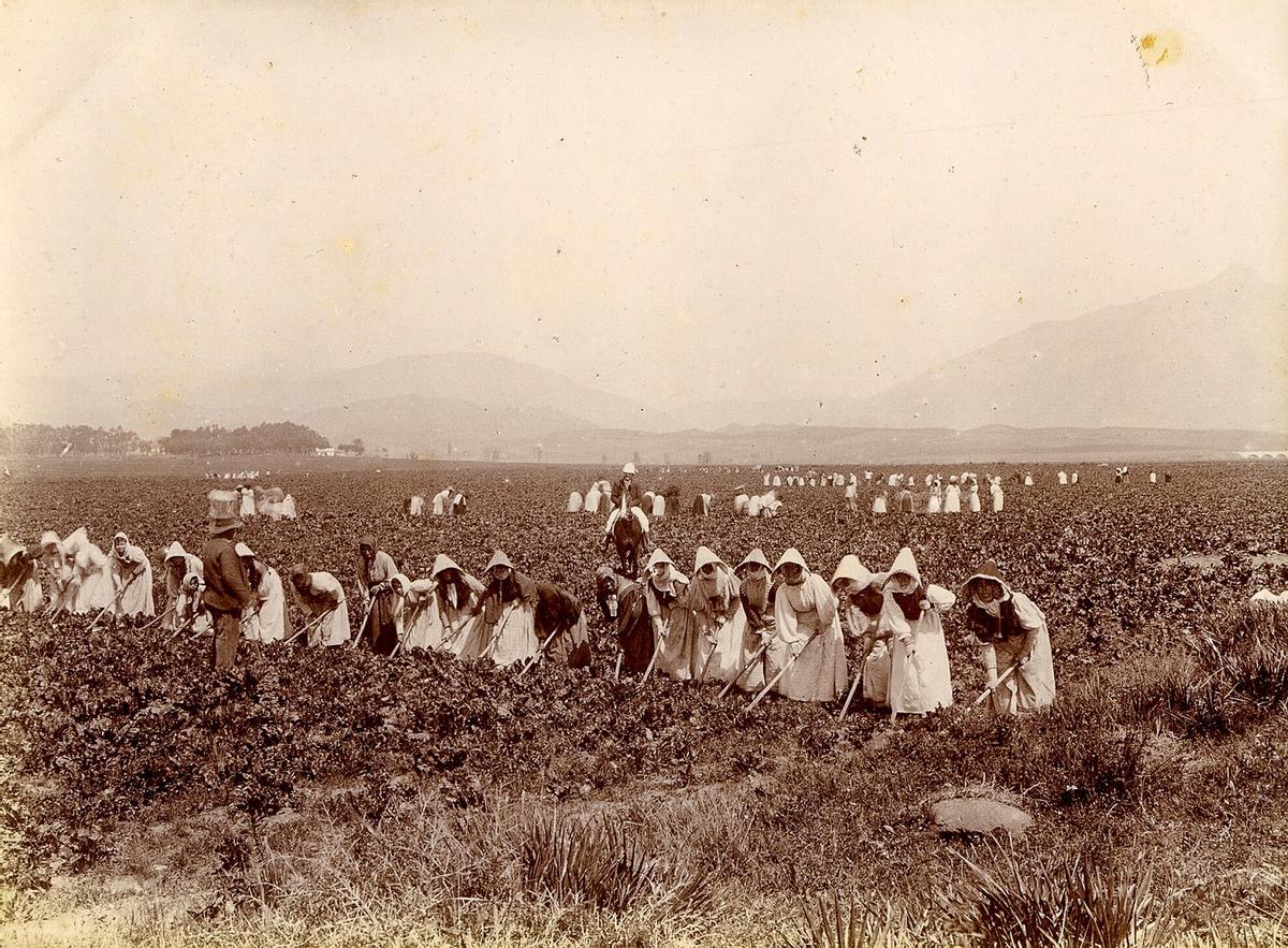 Una cuadrilla de mujeres trabaja en el campo de remolachas de Vega del Mar, Cortijo de San Pedro, 1899.