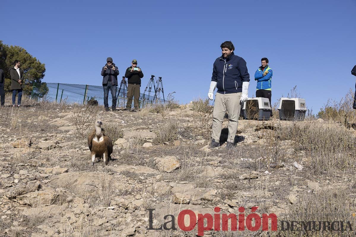 Suelta de dos buitres leonados en la Sierra de Mojantes en Caravaca