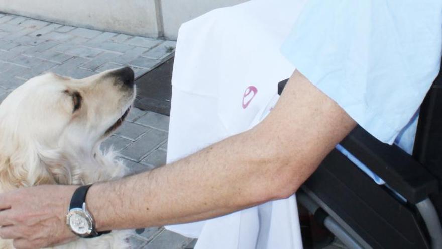 Los Hospitales del Vinalopó de Elche y Torrevieja dejarán a los pacientes ver a sus mascotas durante su ingreso