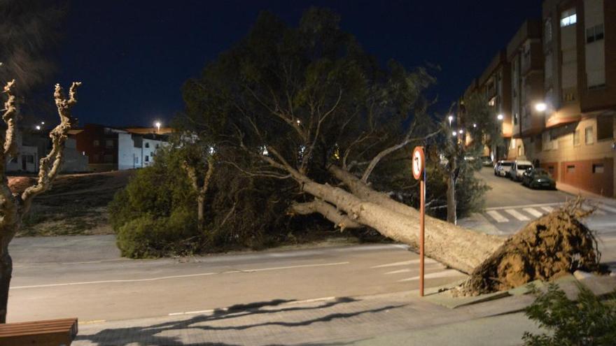 El árbol derribado en Bullas.