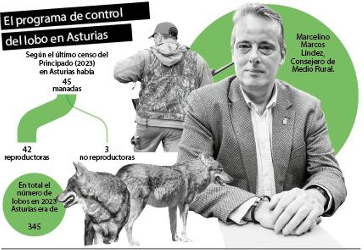 El programa de control del lobo en Asturias
