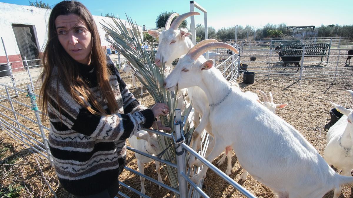 Palmeras para alimentar cabras