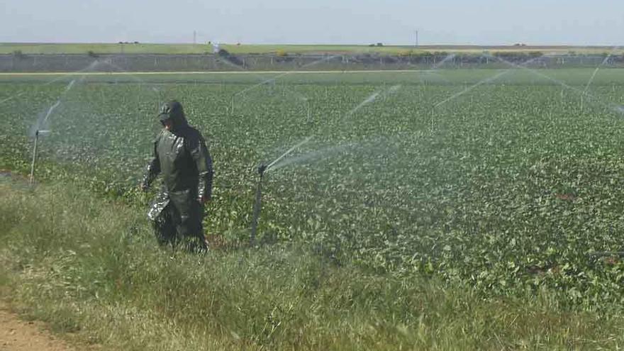 Un agricultor, utilizando el regadío.