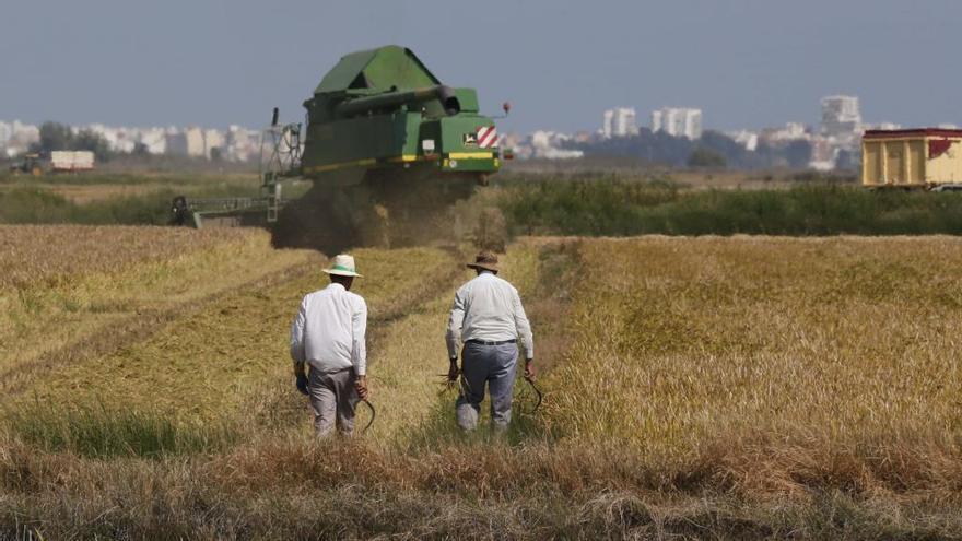 Los arroceros colapsarán València con tractores si les impiden quemar la paja