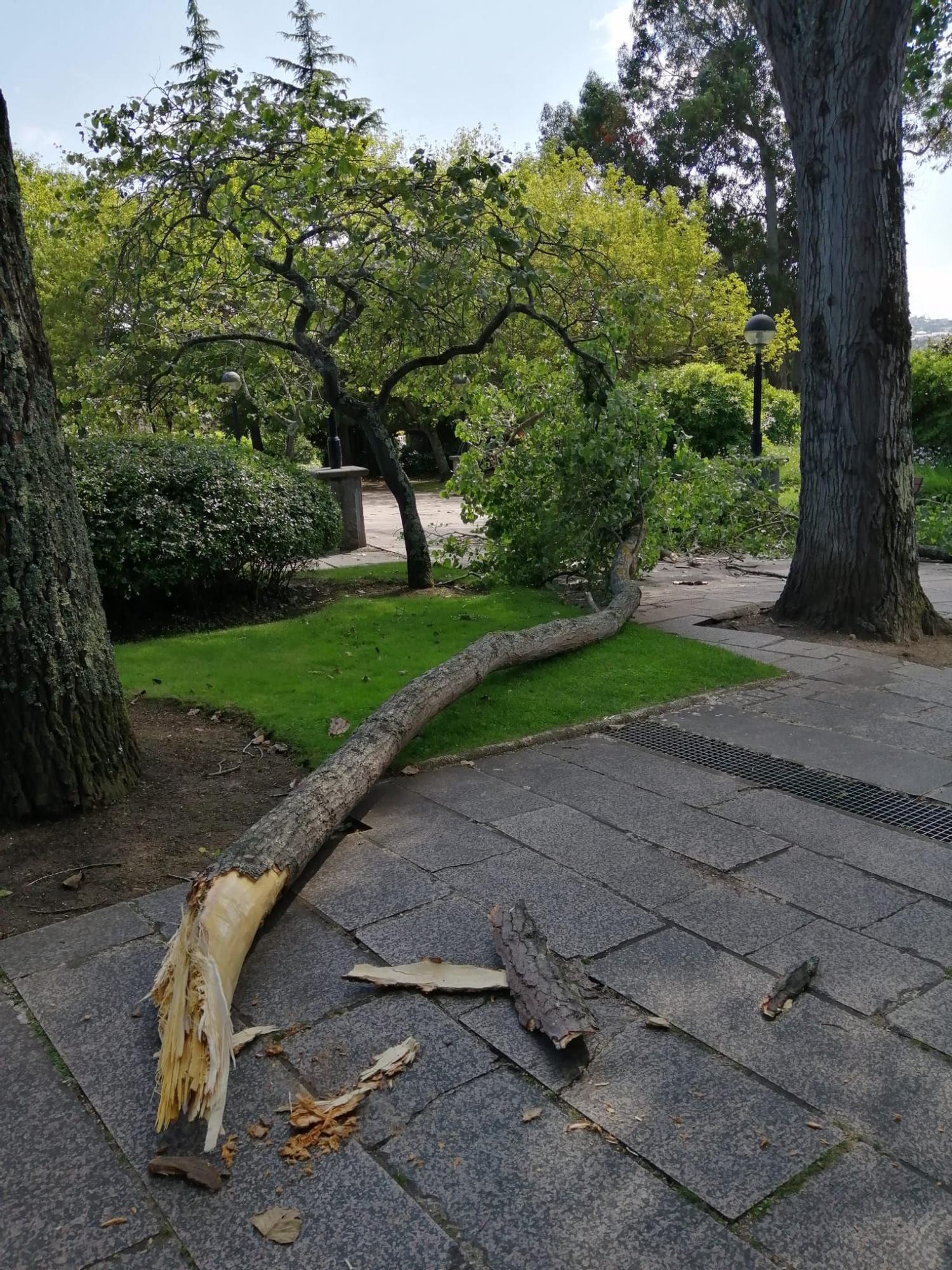 Desprendimiento de ramas en un parque de Oleiros