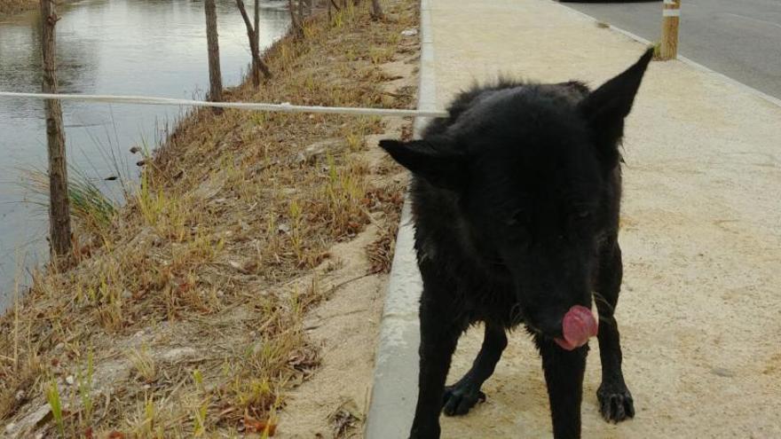 El perro rescatado.