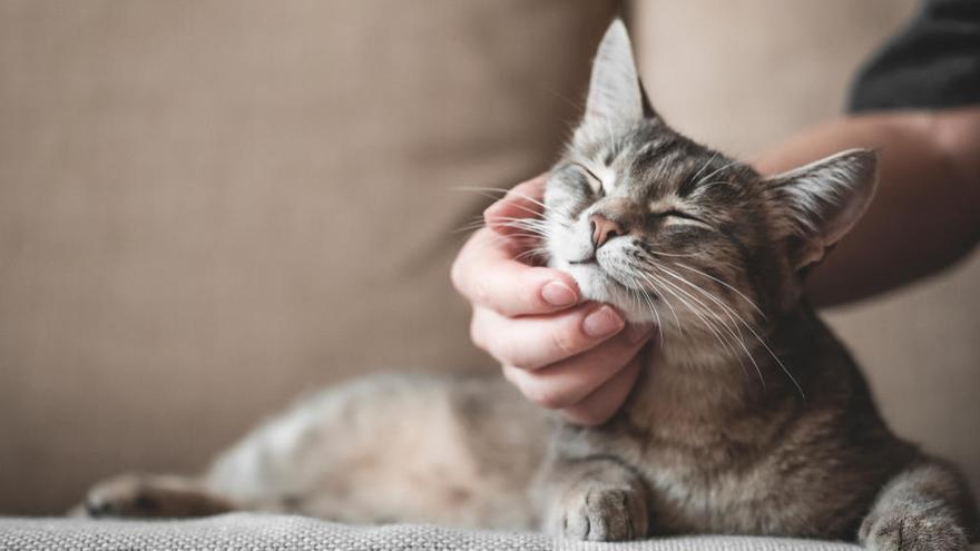 El parpadeo de los gatos tienen paralelismos con la sonrisa humana.