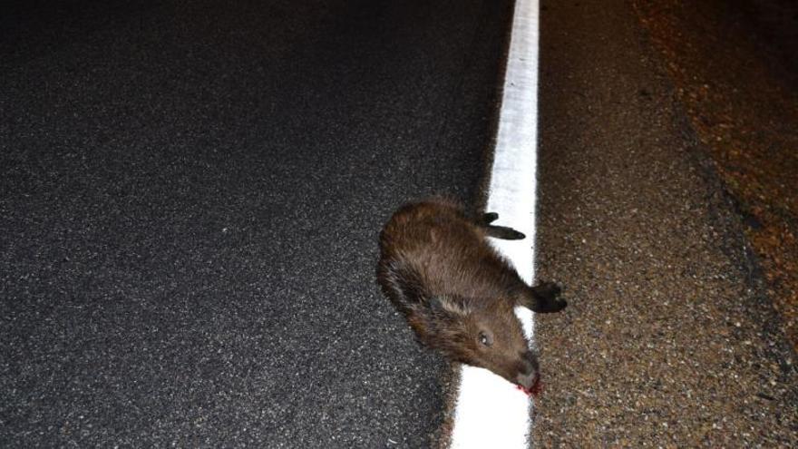 El jabalí tendido en la carretera tras el accidente en la N-631