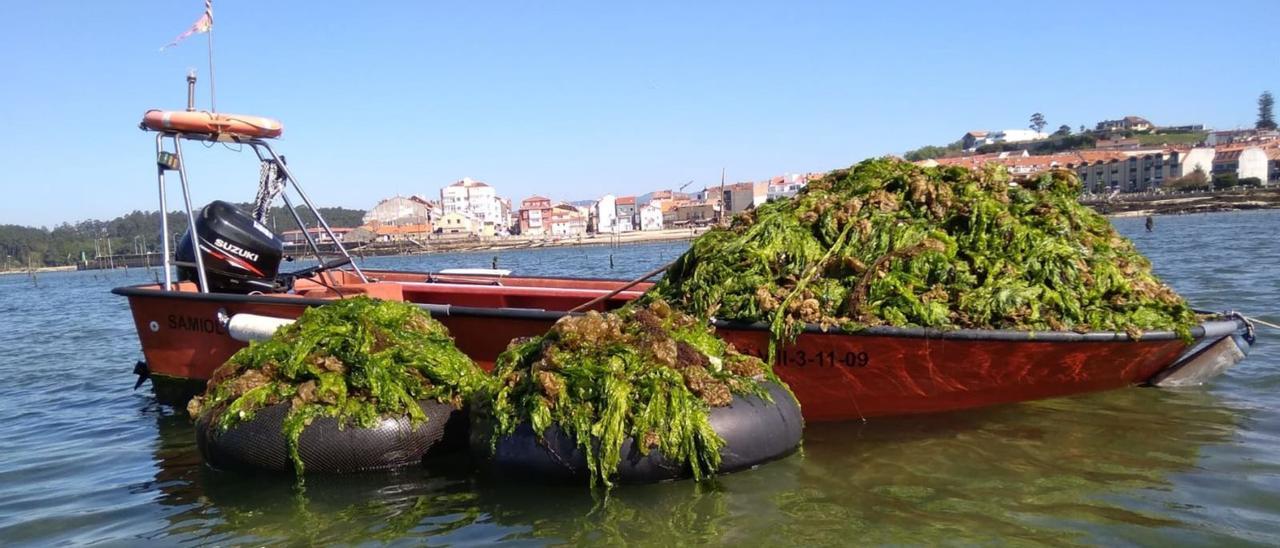 Una embarcación y dos flotadores repletos de
 algas que fueron retiradas ayer mismo en los
parques de cultivo de Carril.  | // FDV