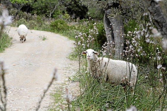 Schafherde, Baumplantage und Paradies für Insekten: zu Besuch bei Jaume Seguí und seinen 18 Hektar Bioland bei Capdellà