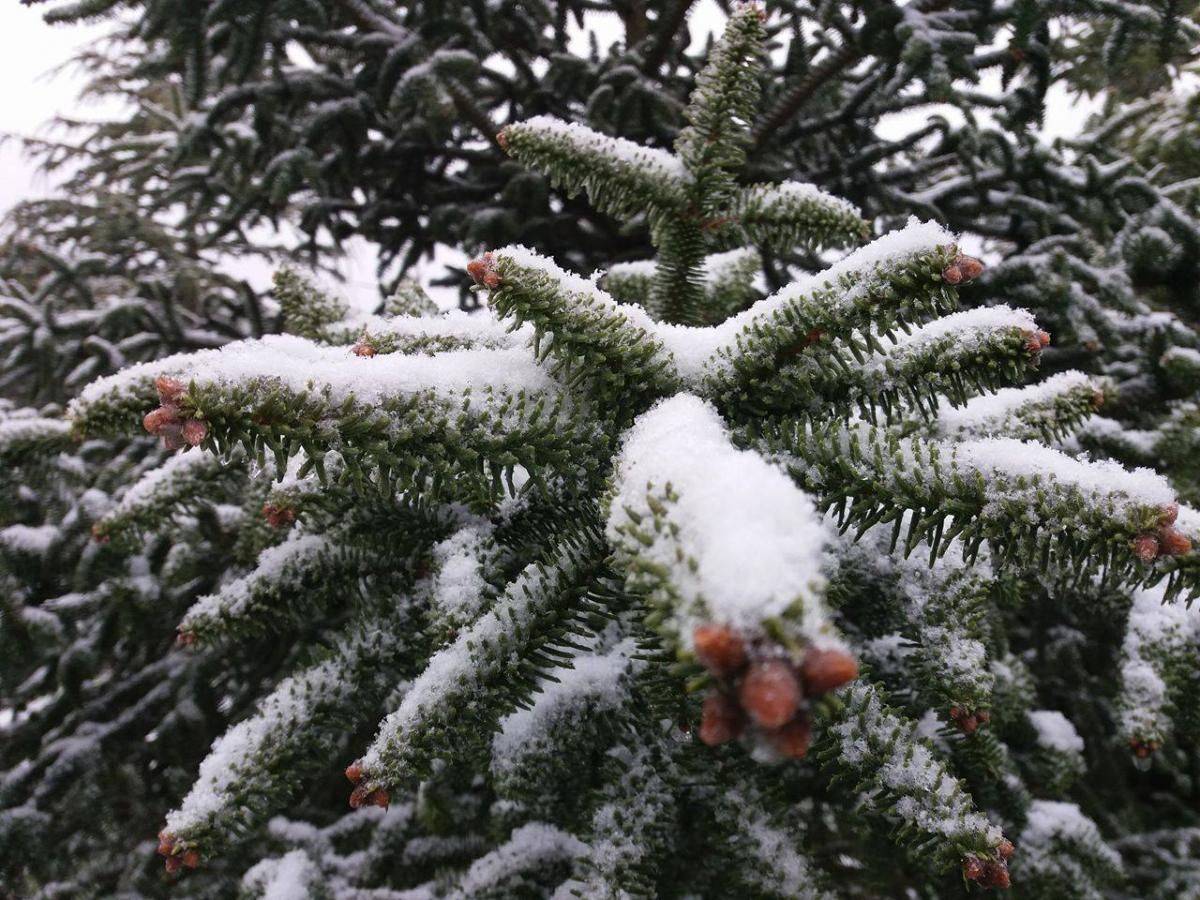 Castellón nevado en primavera