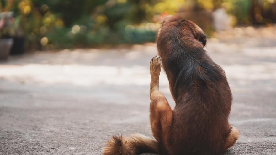 ¿Cómo saber si mi perro tiene pulgas? Descubre los signos de alerta más comunes