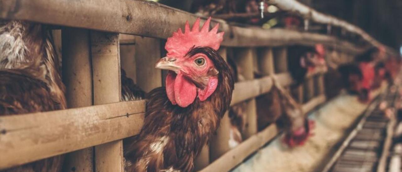 La nueva cepa de gripe aviar H5N8: una advertencia sobre las pandemias que vendrán