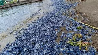 Portopetro se tiñe de azul: sorprendente plaga de medusas azules alerta a vecinos y turistas