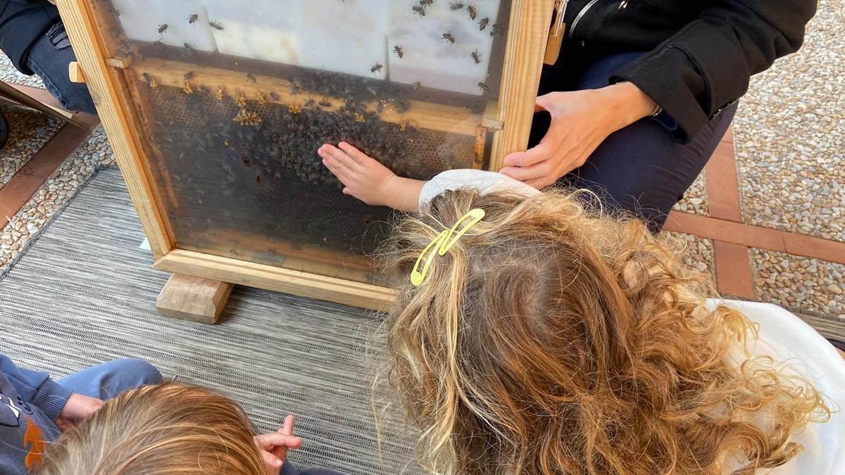 Actividad educativa con una colmena de observación