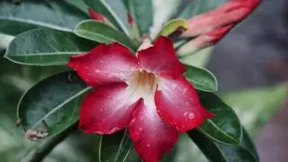 Rosa del desierto: la planta con flores que mejor resiste los calores del verano