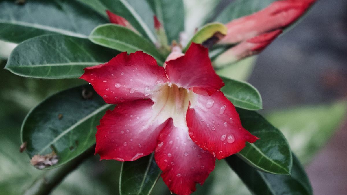 Rosa del desierto: la planta con flores que mejor resiste los calores del verano.