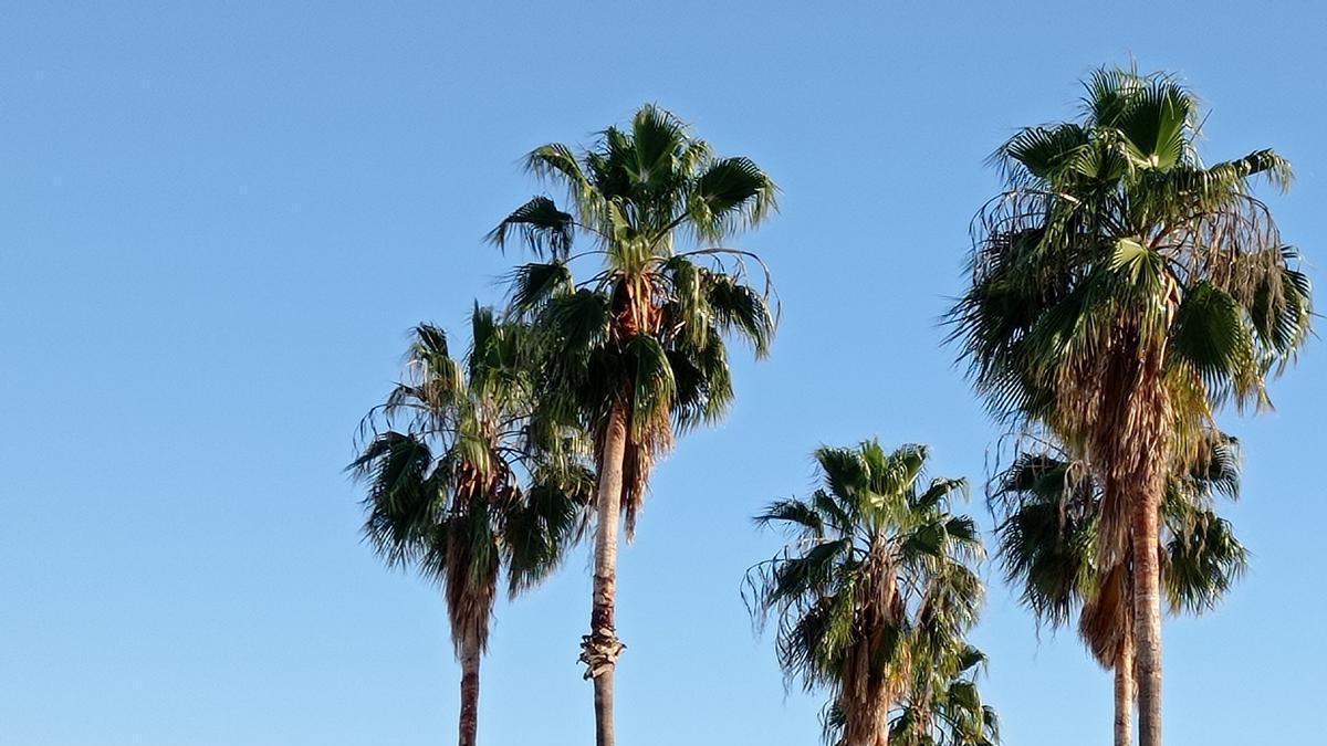 Unas palmeras se recortan sobre el cielo despejado en Córdoba.