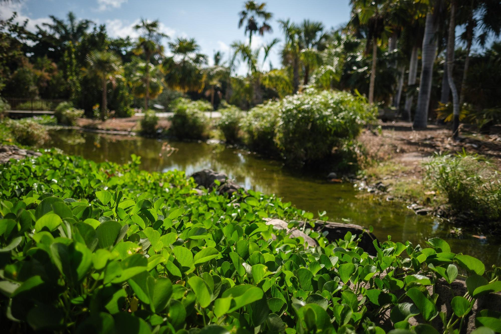 Reportaje Palmetum de Santa Cruz de Tenerife