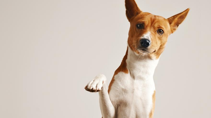 ¿Es legal meter a tu perro en una jaula 8 horas al día?, el abogado Xavi Abat te saca de dudas: 