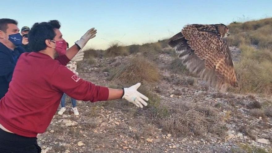 Suelta de un búho real en Calblanque