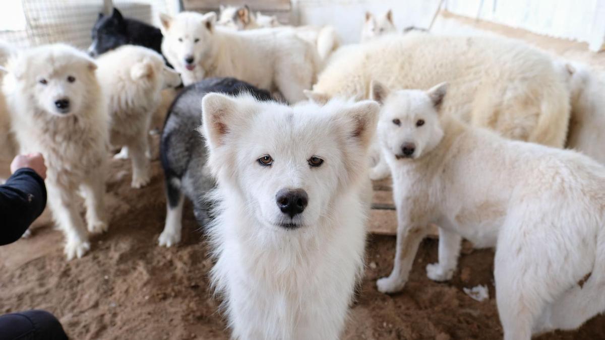 Animales recuperados por una protectora alicantina tras una intervención en un criadero ilegal. ÁXEL ÁLVAREZ