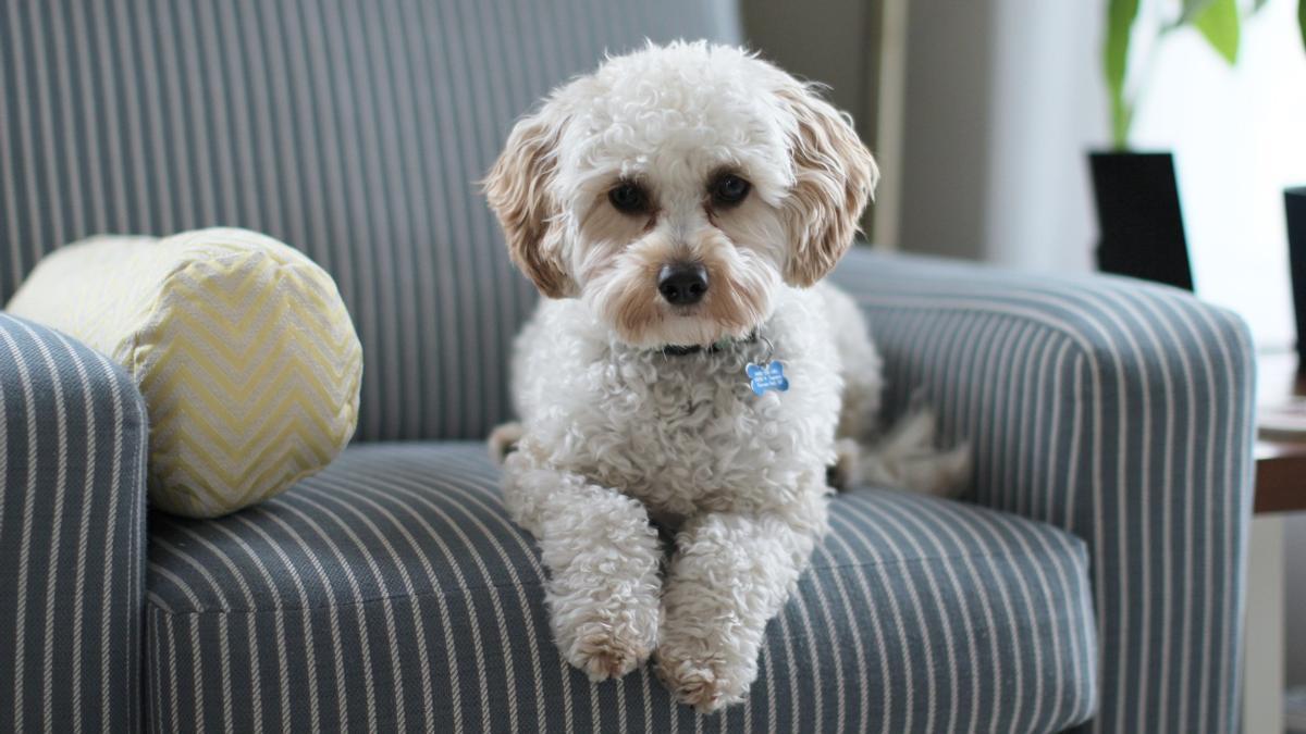 Un perro en un sillón