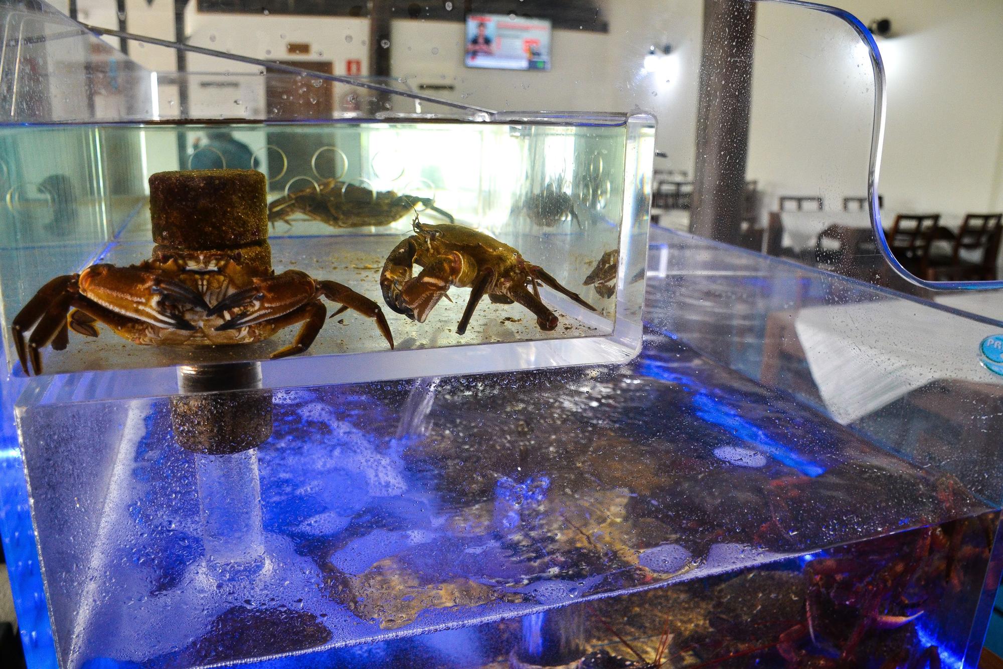 Diferentes mariscos.