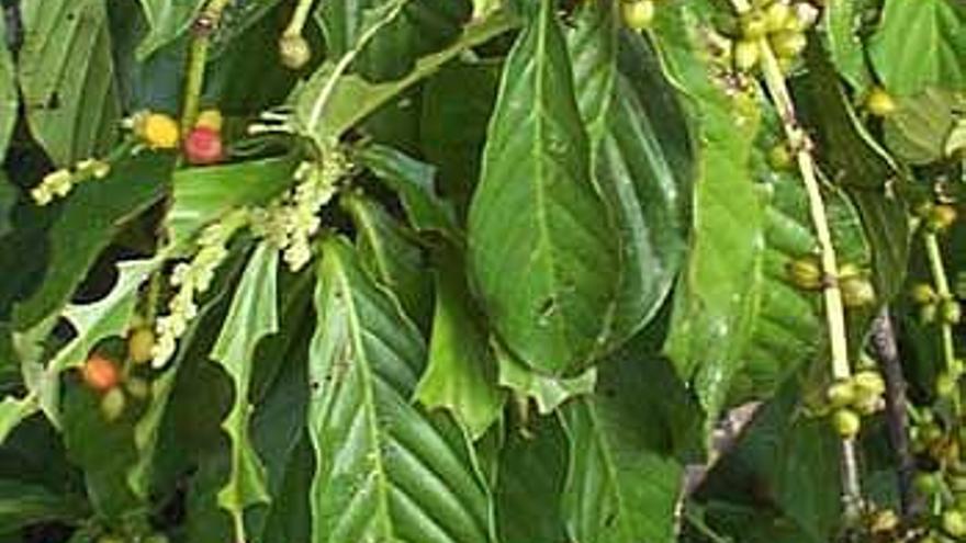 Imagen de la planta psicotrópica del yahé o ayahuasca. / la opinión