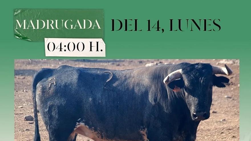 Segundo herido en Torrejoncillo por cogida de toro