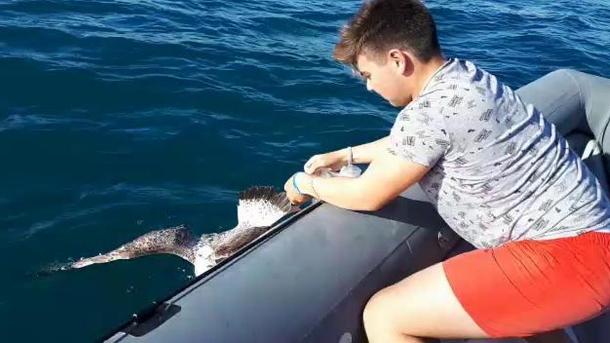 Salvan a una gaviota que estaba en el mar enredada en una bolsa de plástico