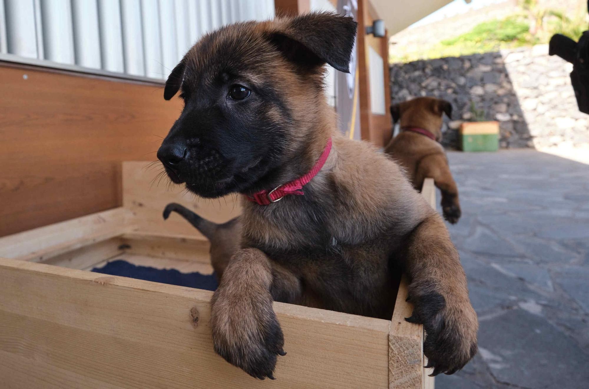 Estos son los nuevos cachorros de la Unidad Canina de la Policía Local de Santa Cruz