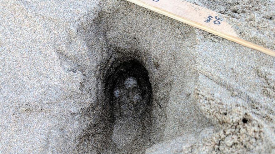 Una tortuga careta pon 105 ous a la platja dels Griells de l&#039;Estartit, el quart niu de l&#039;estiu a la Costa Brava